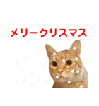猫のニックのスタンプ（個別スタンプ：31）