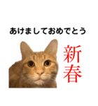 猫のニックのスタンプ（個別スタンプ：32）