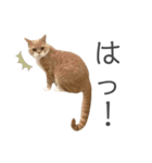 ゆるりんおまめ その4（個別スタンプ：1）