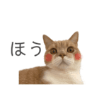 ゆるりんおまめ その4（個別スタンプ：6）