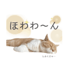 ゆるりんおまめ その4（個別スタンプ：7）
