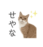 ゆるりんおまめ その4（個別スタンプ：10）