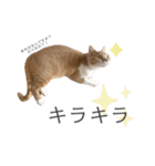ゆるりんおまめ その4（個別スタンプ：14）