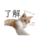 ゆるりんおまめ その4（個別スタンプ：15）