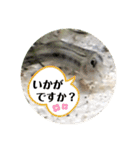 かわいいシマドジョウ8（個別スタンプ：3）
