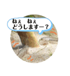 かわいいシマドジョウ8（個別スタンプ：6）