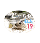 かわいいシマドジョウ8（個別スタンプ：7）