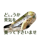 かわいいシマドジョウ8（個別スタンプ：10）