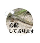 かわいいシマドジョウ8（個別スタンプ：11）