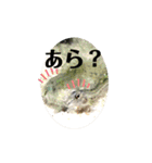 かわいいシマドジョウ8（個別スタンプ：13）
