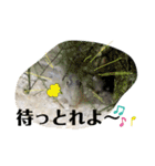 かわいいシマドジョウ8（個別スタンプ：19）