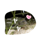 かわいいシマドジョウ8（個別スタンプ：32）