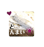 かわいいシマドジョウ8（個別スタンプ：34）