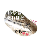 かわいいシマドジョウ8（個別スタンプ：36）