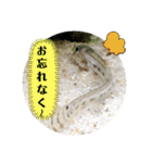 かわいいシマドジョウ8（個別スタンプ：38）
