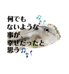 かわいいシマドジョウ8（個別スタンプ：40）
