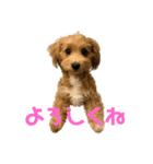 のん(303)（個別スタンプ：5）