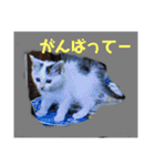 k.n オリジナル4（個別スタンプ：16）