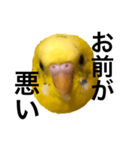 毒舌なインコ（個別スタンプ：1）