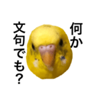 毒舌なインコ（個別スタンプ：2）