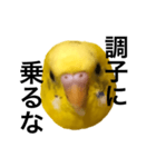 毒舌なインコ（個別スタンプ：3）