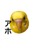 毒舌なインコ（個別スタンプ：4）