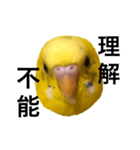 毒舌なインコ（個別スタンプ：5）