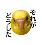 毒舌なインコ（個別スタンプ：6）
