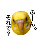 毒舌なインコ（個別スタンプ：7）