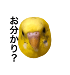 毒舌なインコ（個別スタンプ：8）