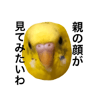 毒舌なインコ（個別スタンプ：9）