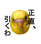 毒舌なインコ（個別スタンプ：10）