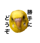 毒舌なインコ（個別スタンプ：11）