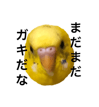毒舌なインコ（個別スタンプ：12）