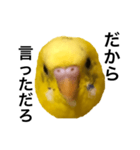 毒舌なインコ（個別スタンプ：13）