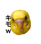 毒舌なインコ（個別スタンプ：14）