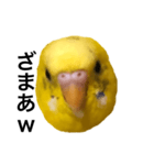 毒舌なインコ（個別スタンプ：15）