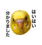 毒舌なインコ（個別スタンプ：16）