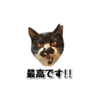 靴下猫のソックス♂と愉快な仲間達（個別スタンプ：2）