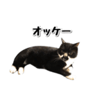 靴下猫のソックス♂と愉快な仲間達（個別スタンプ：7）