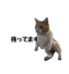 靴下猫のソックス♂と愉快な仲間達（個別スタンプ：13）