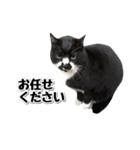 靴下猫のソックス♂と愉快な仲間達（個別スタンプ：14）