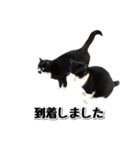 靴下猫のソックス♂と愉快な仲間達（個別スタンプ：15）