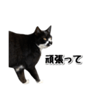 靴下猫のソックス♂と愉快な仲間達（個別スタンプ：16）