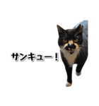 靴下猫のソックス♂と愉快な仲間達（個別スタンプ：17）