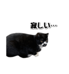 靴下猫のソックス♂と愉快な仲間達（個別スタンプ：23）