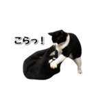 靴下猫のソックス♂と愉快な仲間達（個別スタンプ：26）