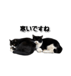 靴下猫のソックス♂と愉快な仲間達（個別スタンプ：29）