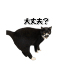 靴下猫のソックス♂と愉快な仲間達（個別スタンプ：30）