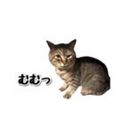 靴下猫のソックス♂と愉快な仲間達（個別スタンプ：31）